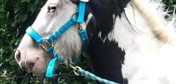 Horse rescue: The story of Digby, the abandoned cob