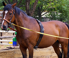 Step-by-step guide to long-reining