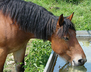 horse drinking