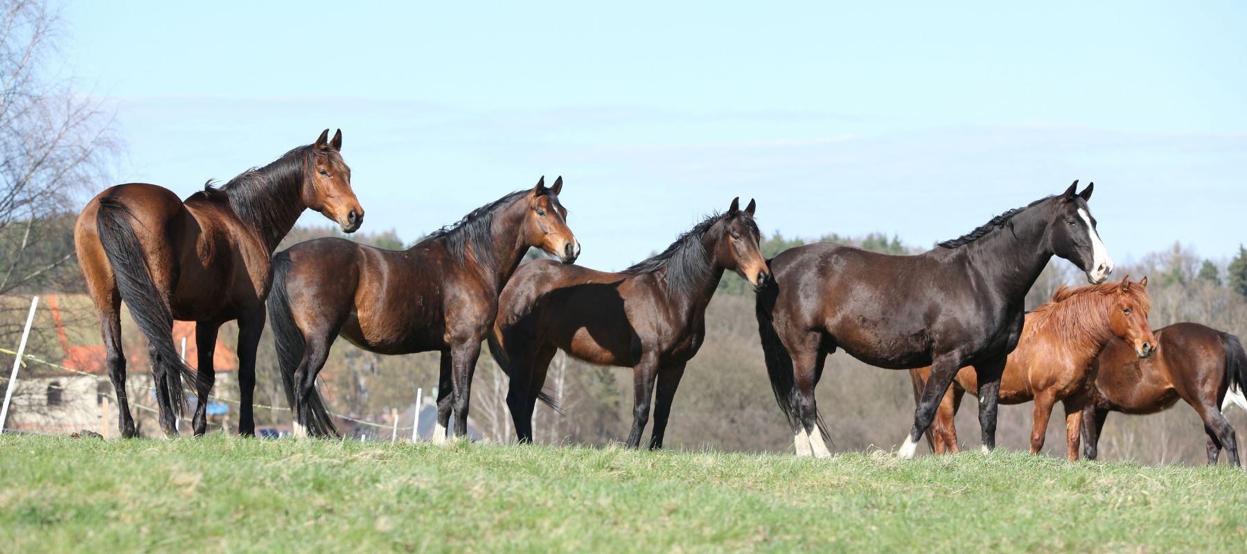 brown horses in a field
