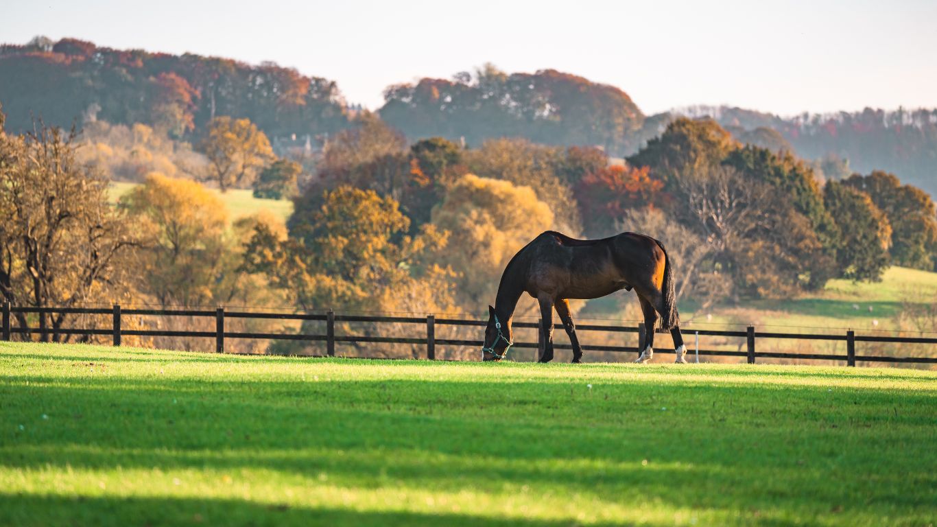 Healthy horse eating grass with brown trees in the background