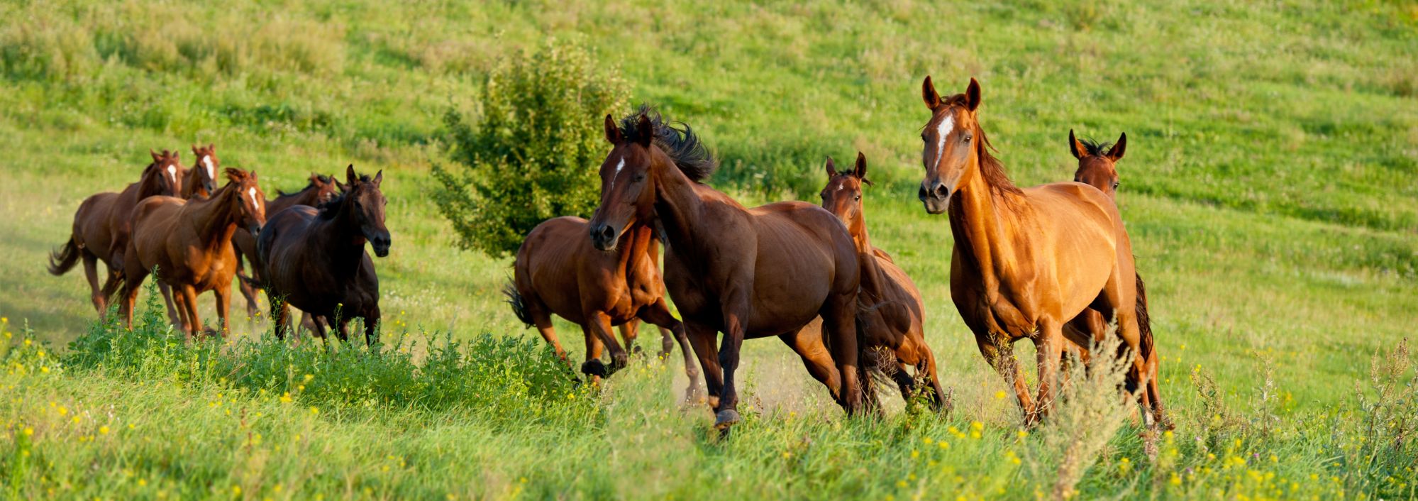 horses running in a field