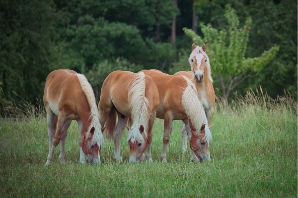 four young horses in a field