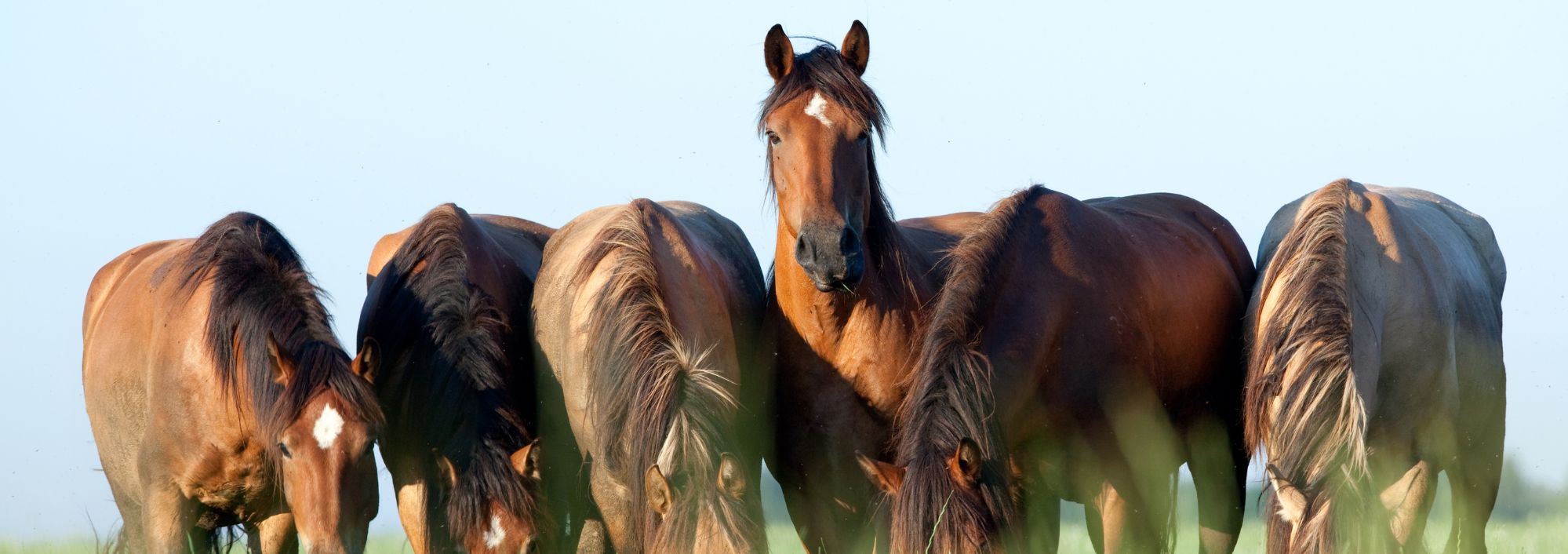 woman walking two brown horses
