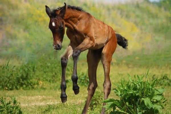 baby horse jumping in a field