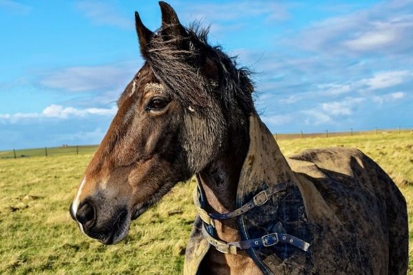 Muddy horse in rug