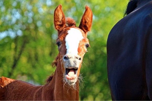 yawning chestnut pony