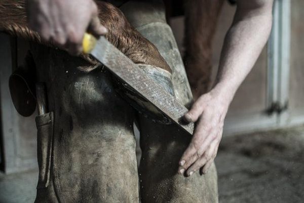 farrier rasping 