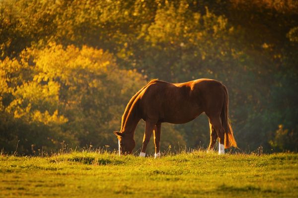 horse eating grass