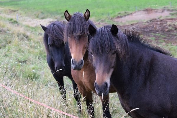 3 native ponies 