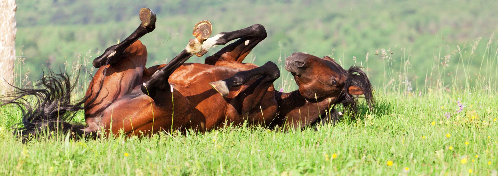 horse rolling in the grass