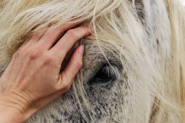 persons hand on a horses head