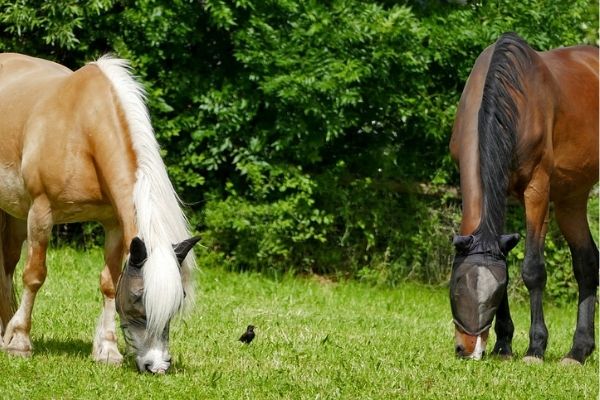 two horses grazing