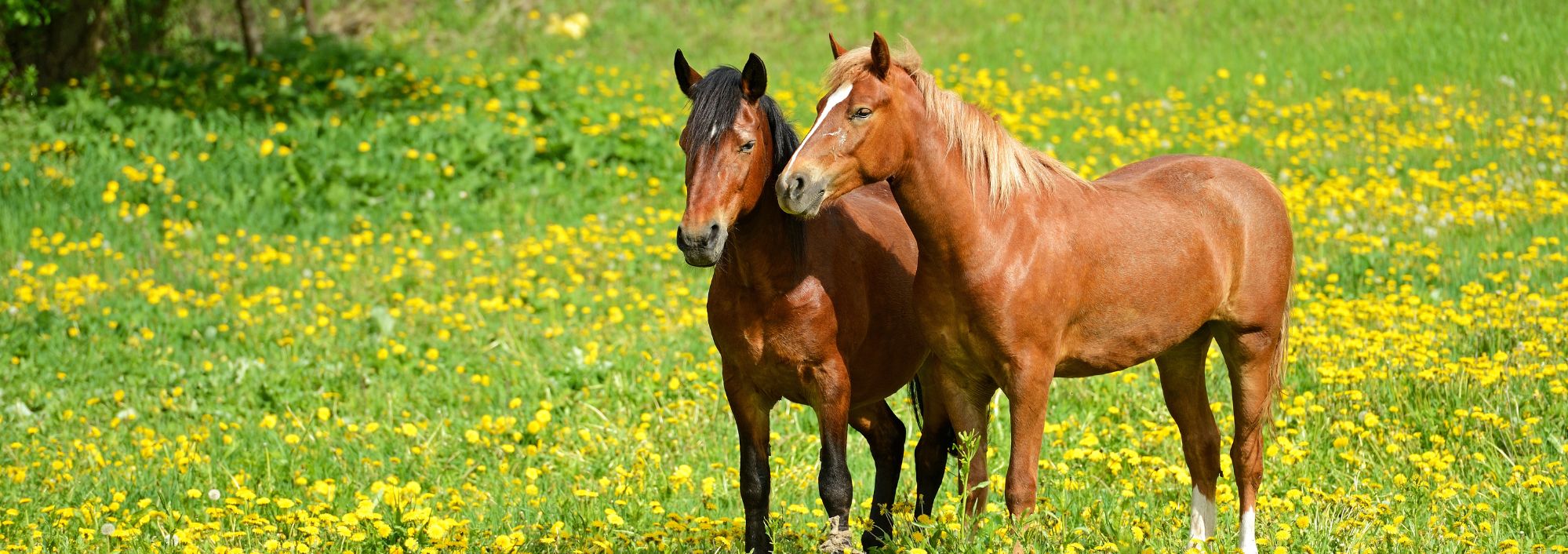 two horses in a field