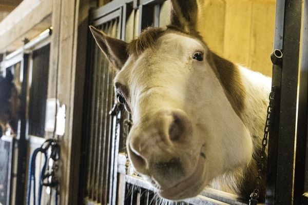 grey horse in a box