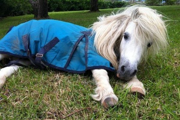 shetland laying down in a coat
