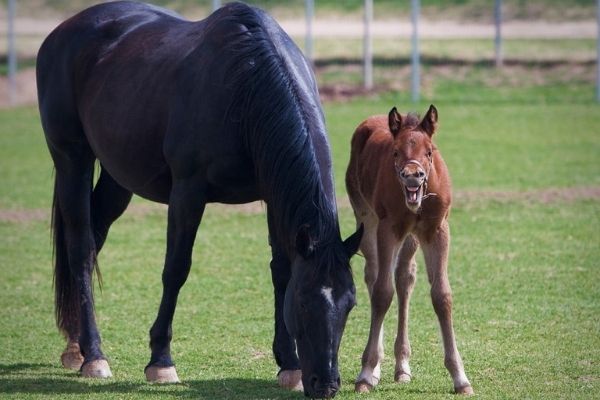 a mare and a young foal