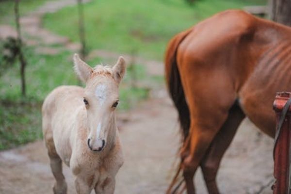 cremello foal