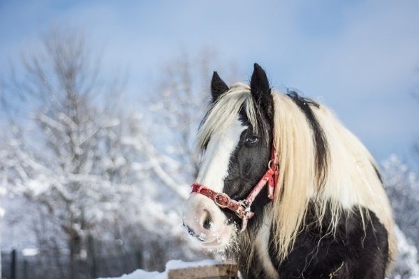 horse in winter