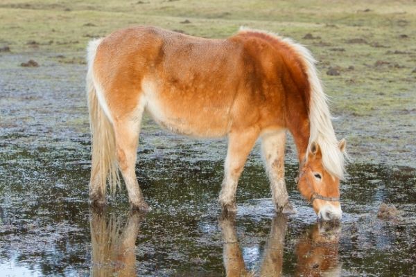 horse in waterlogged field