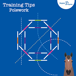 the octagon training tip