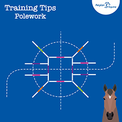 the spider training tip