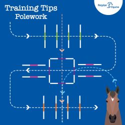 the serpentine training tip