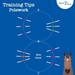 the transitions circles training tip
