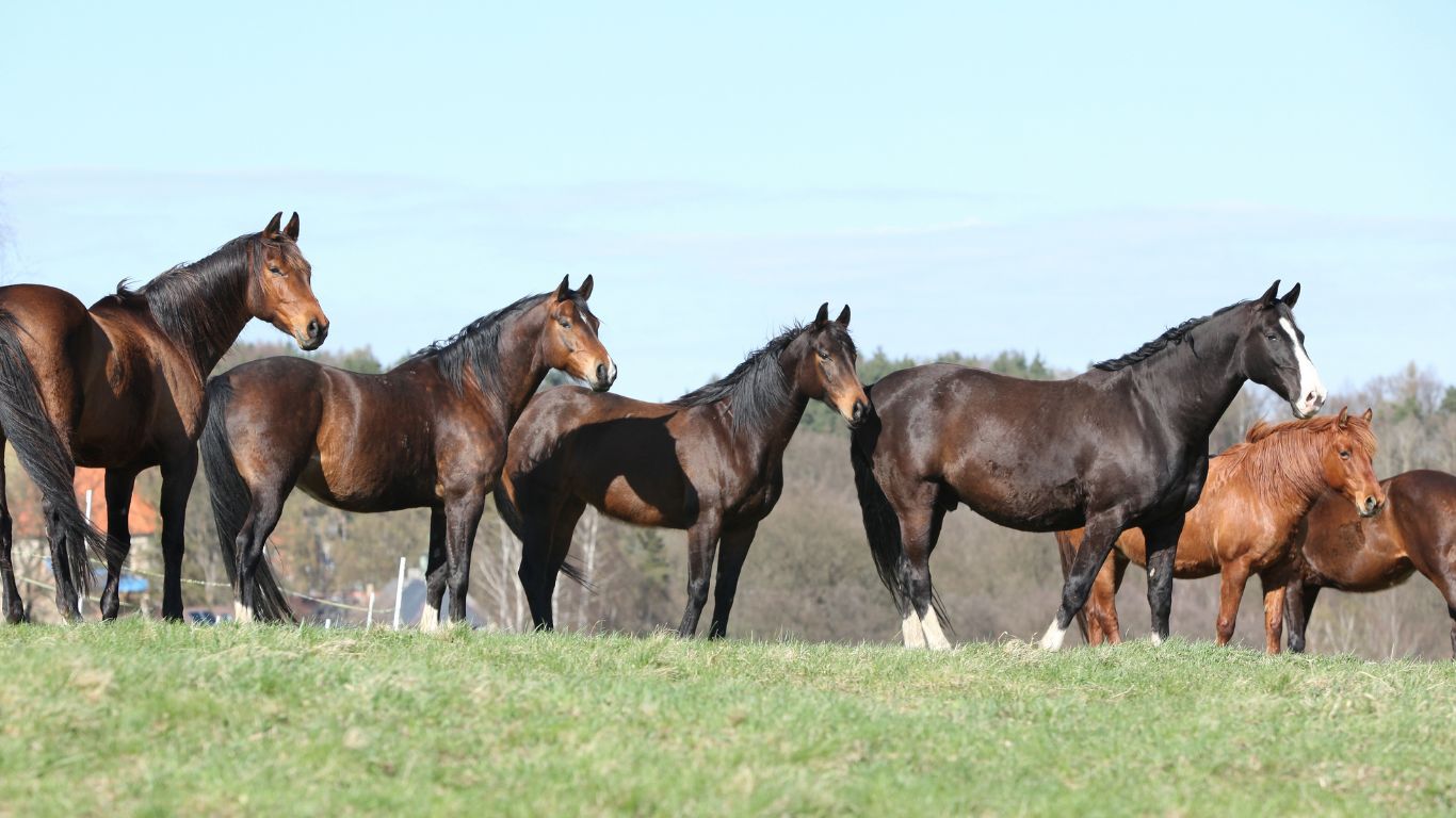 Healthy horse eating grass with brown trees in the background