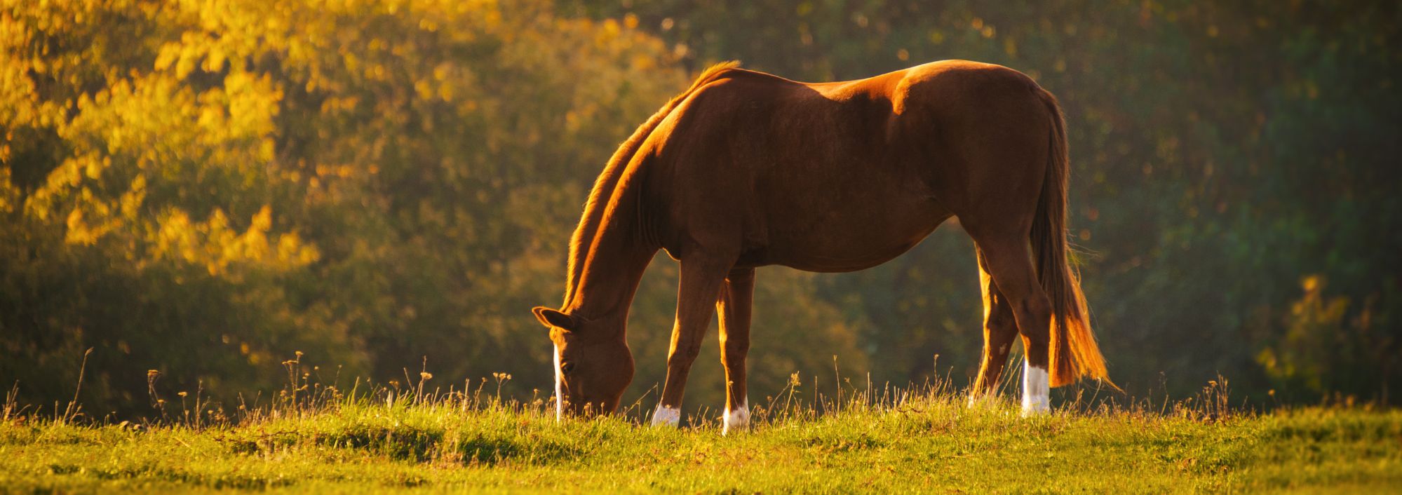 Healthy horse eating grass with brown trees in the background