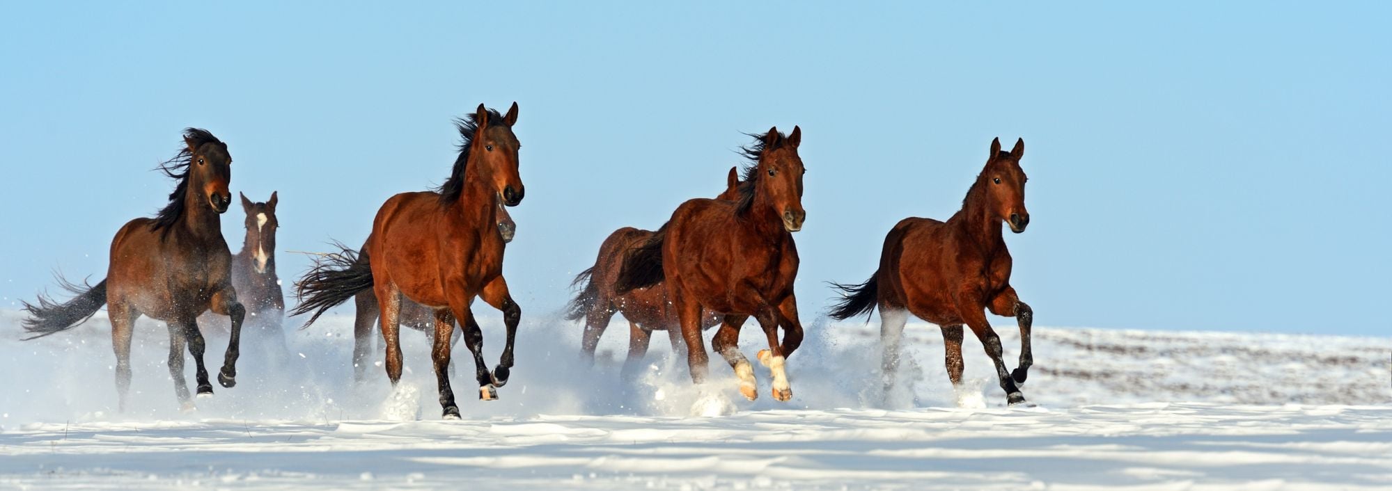 brown horses running in winter