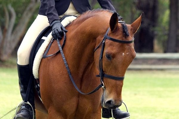 horses