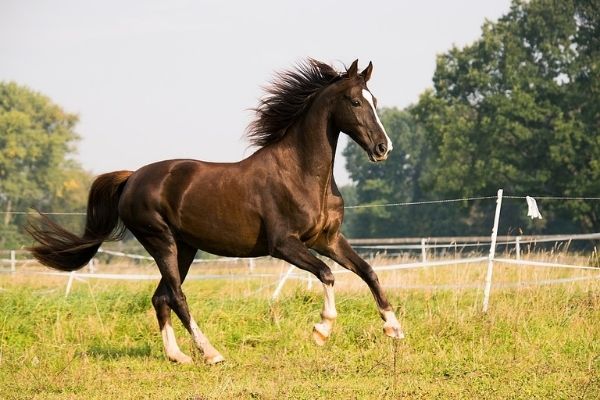 horses