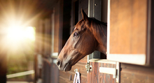 How to care for a horse on box rest