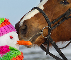 7 Christmas gift ideas for your horse