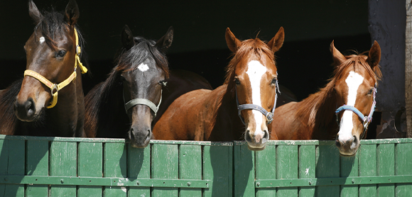 How to keep a horse entertained in winter