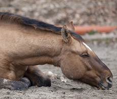 Keeping an eye on colic