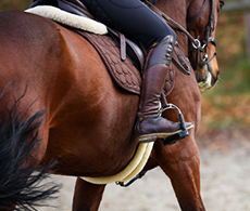 3 exercises to focus a sharp or spooky horse in winter