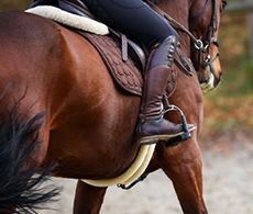 Improve your riding with Parelli Horsemanship