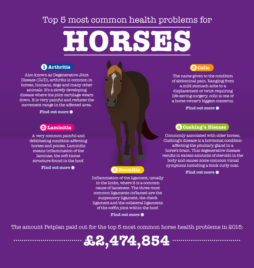 the-top-5-most-common-health-conditions-in-horses-petplan-equine