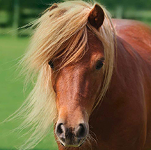 Most Common Horse Illnesses and injuries revealed by Petplan Equine