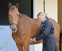 Colic in horses