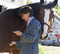 Gastric Ulcers in horses