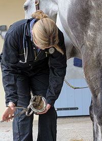 Laminitis in horses