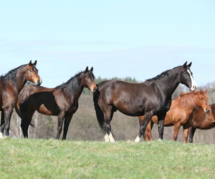 brown horses in a field